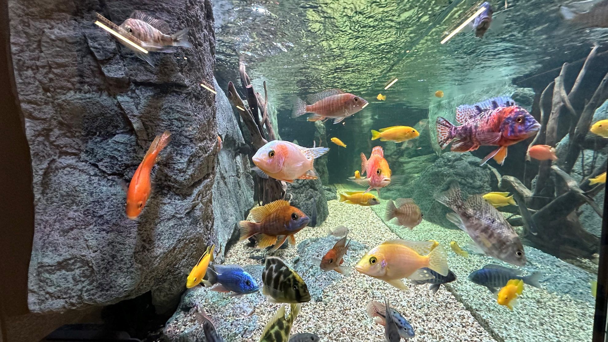 HappyFit Aquarium