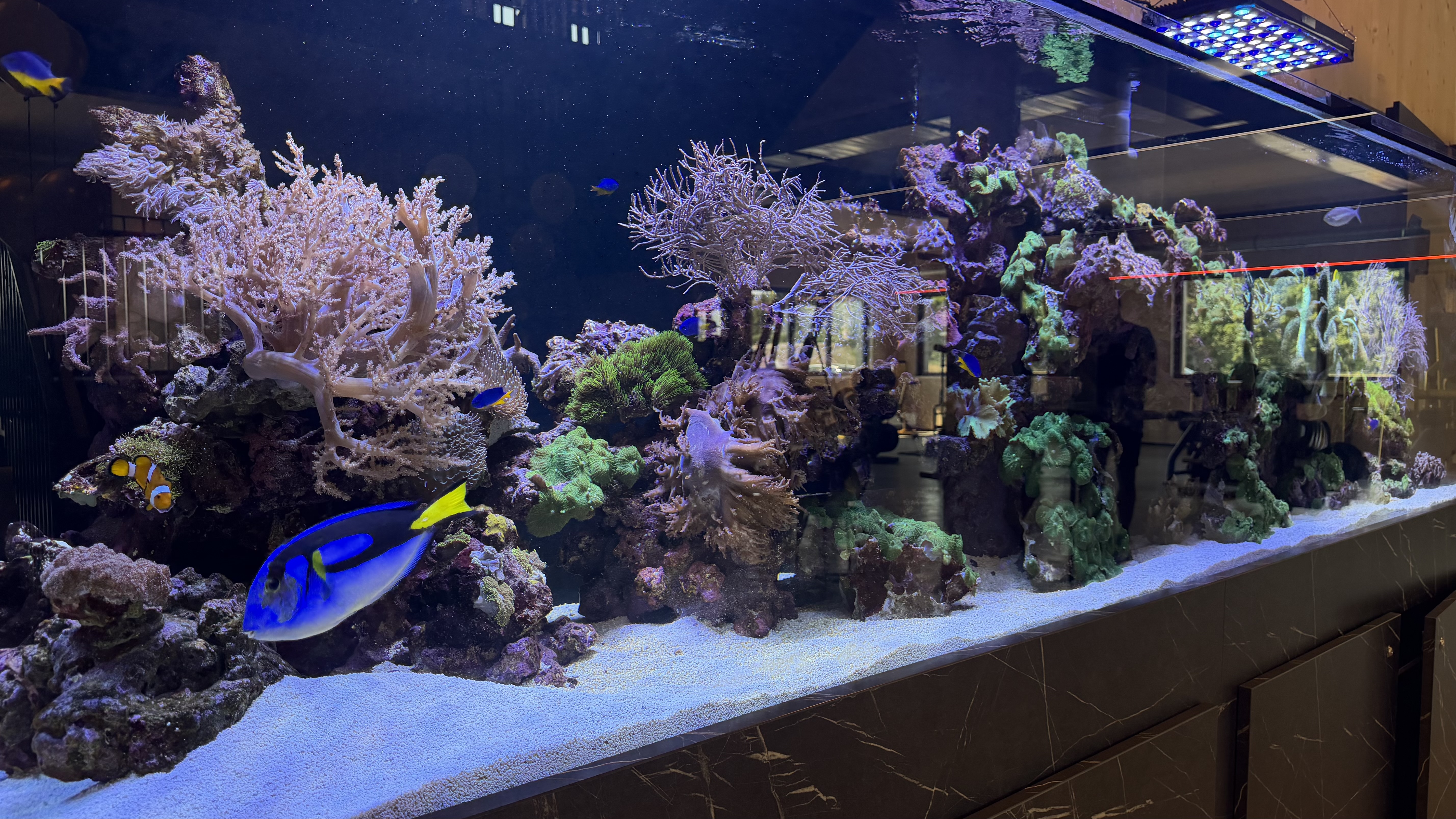 Salzwasseraquarium